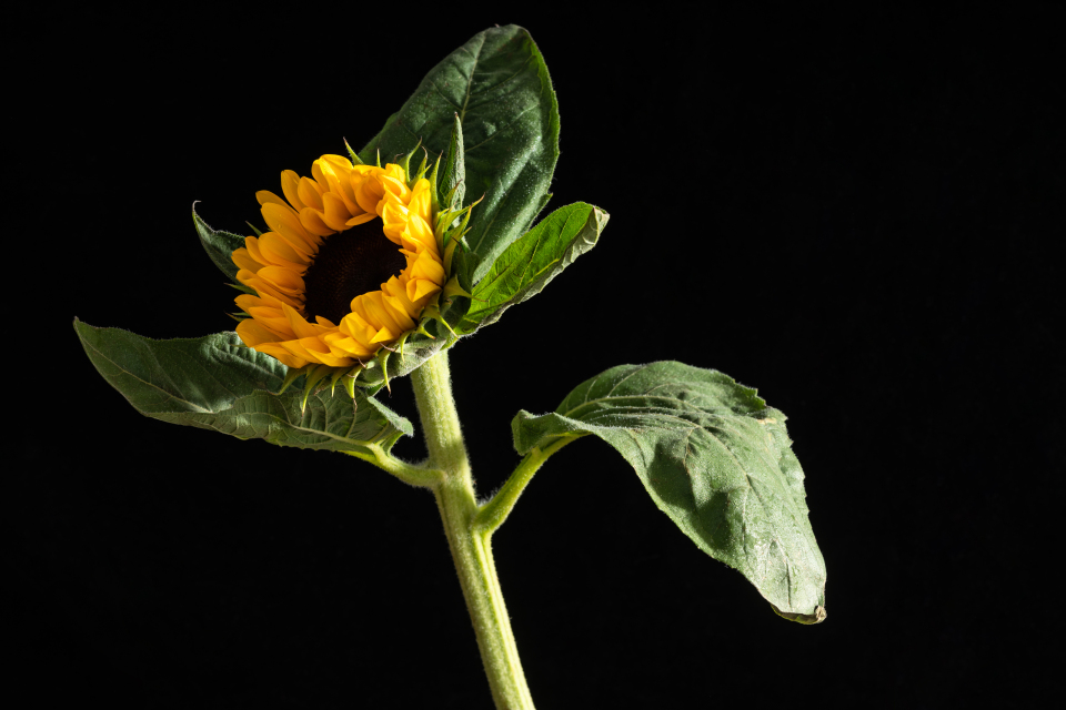 生机勃勃的向日葵实拍图