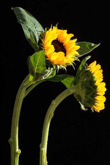 热情向阳的向日葵实拍图