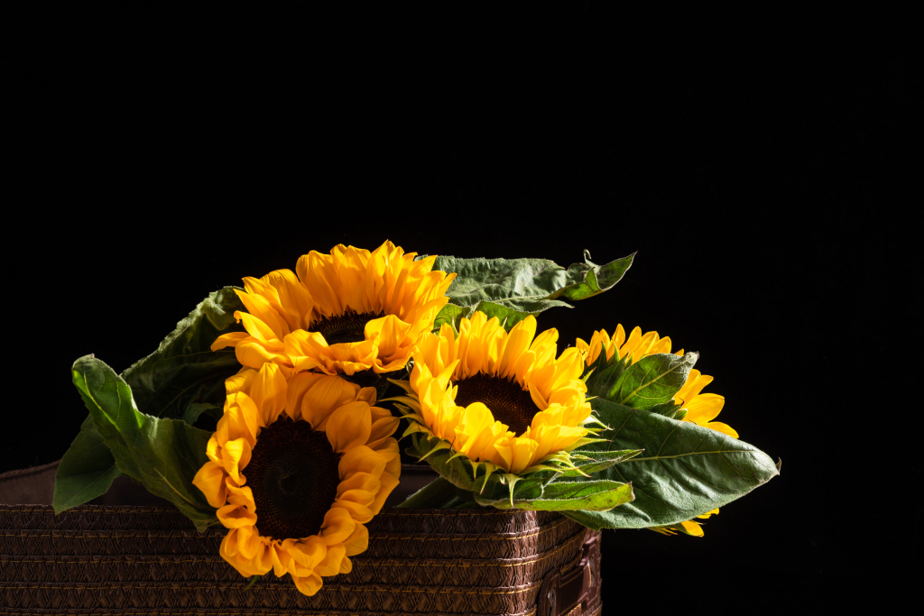 映照清晨阳光向日葵实拍图版权图片下载