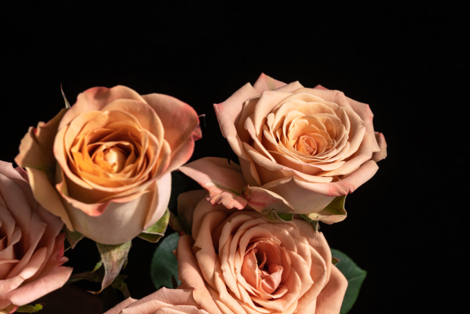 甜蜜瞬间卡布奇诺玫瑰实拍图