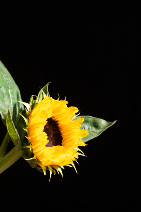 黄色灿烂生长旺盛的向日葵实拍图版权图片下载
