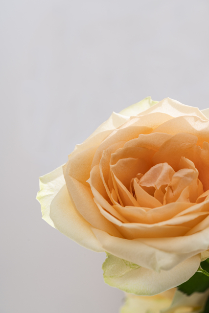 芳香四溢香槟玫瑰实拍图