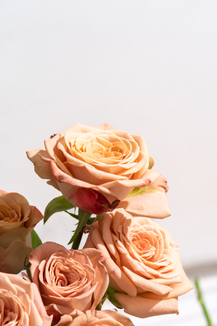 梦幻花海卡布奇诺玫瑰实拍图