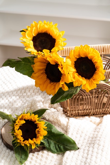 雄壮而美向日葵花序实拍图