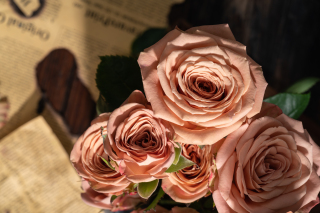 魅力绽放卡布奇诺玫瑰实拍图