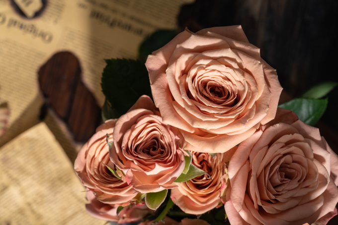 魅力绽放卡布奇诺玫瑰实拍图