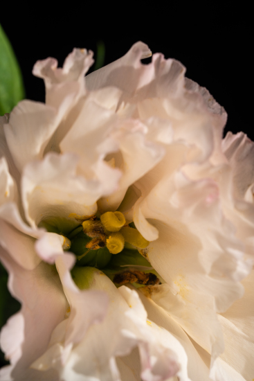 高清粉色桔梗特写实拍图