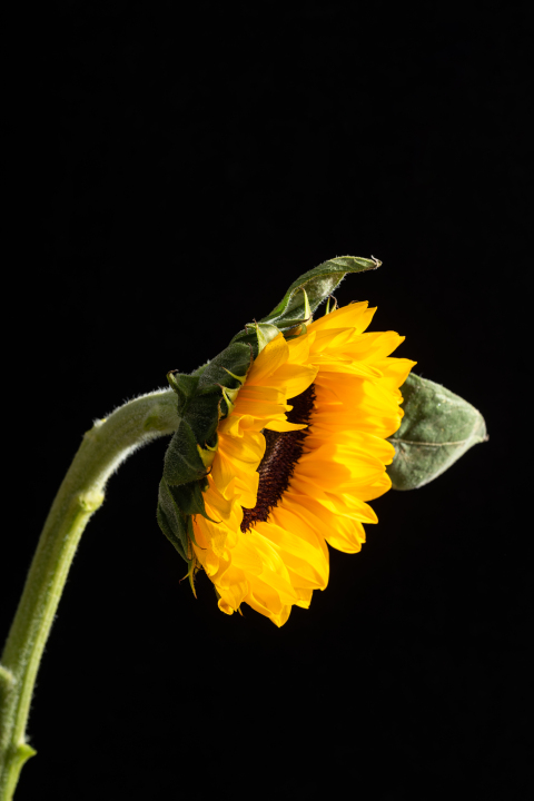 光明温暖的黄色向日葵实拍图版权图片下载