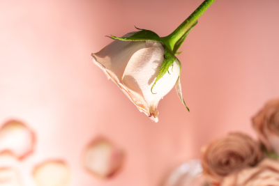 美轮美奂卡布奇诺玫瑰实拍图