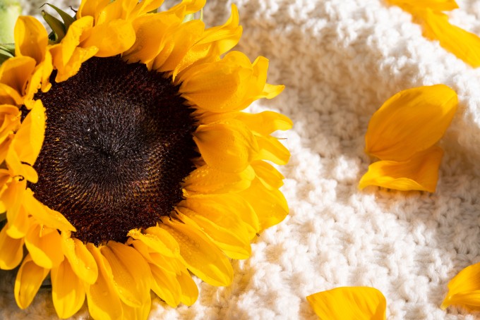 芬芳治愈向日葵花房实拍图