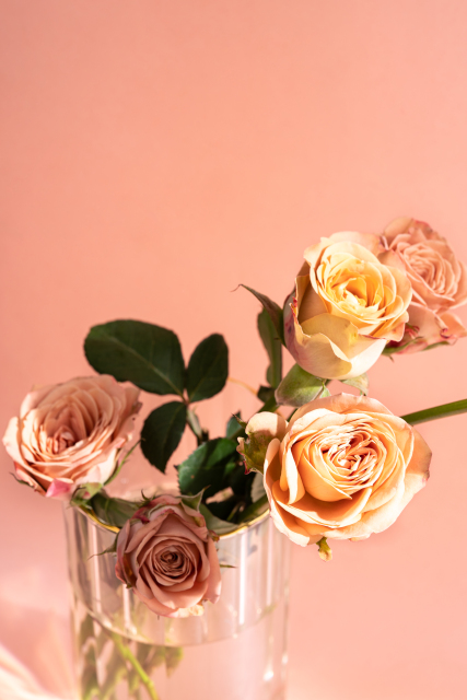  飘香四溢卡布奇诺玫瑰实拍图