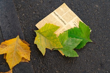 落叶与报纸横版实拍图