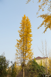 秋季树叶变黄的大树实拍图