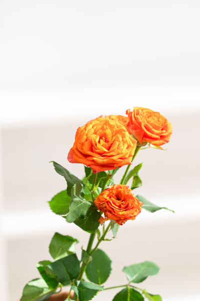 绚丽芬芳橙色芭比玫瑰实拍图