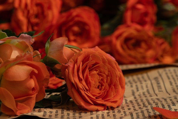 醉心之美玫瑰实拍图