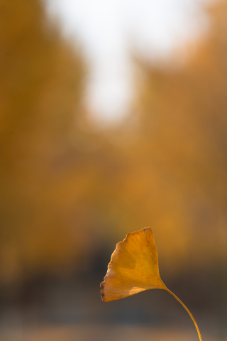 干枯的银杏叶近景实拍图