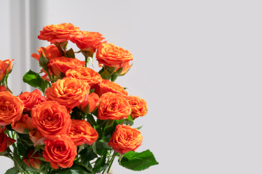 花语绽放橙色芭比玫瑰实拍图