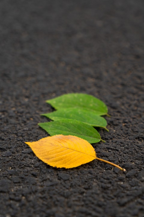 竖版绿色树叶与黄色树叶实拍图版权图片下载