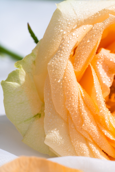 清新迷人香槟玫瑰实拍图