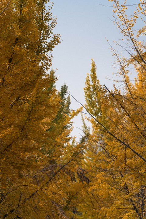仰角镜头拍摄的秋天黄色树叶实拍图版权图片下载