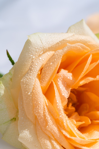 热情奔放香槟玫瑰实拍图