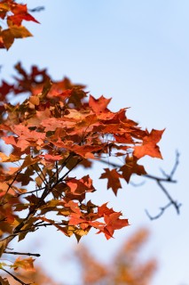 漂亮的秋天红色枫叶高清图