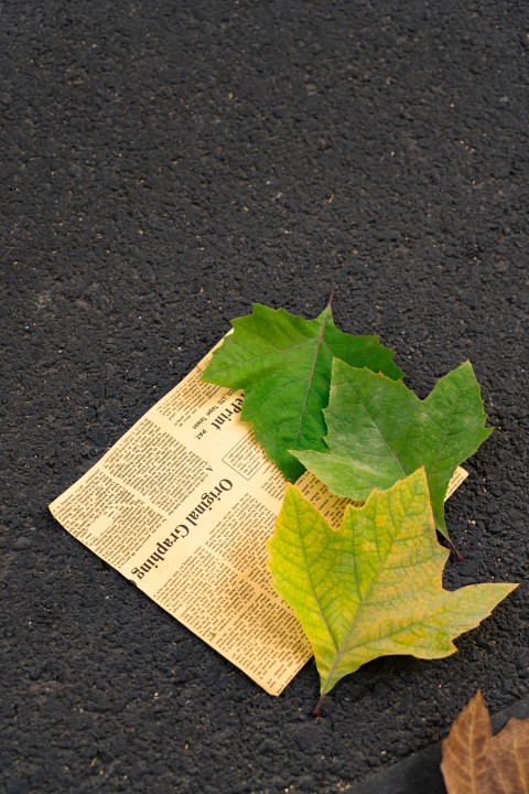 树叶与报纸唯美高清图版权图片下载