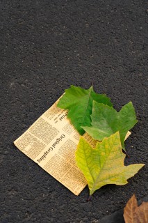 树叶与报纸唯美高清图