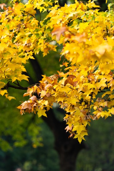 唯美金黄色树叶摄影图