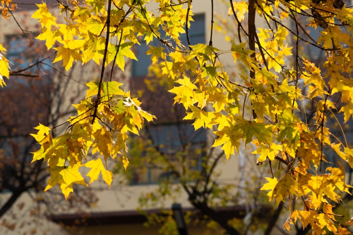 阳光下的黄色树叶实拍图版权图片下载