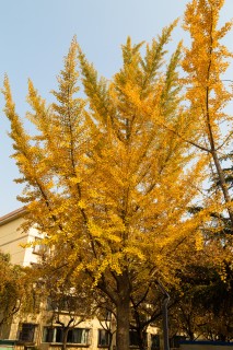 竖版树叶变黄的大树实拍图