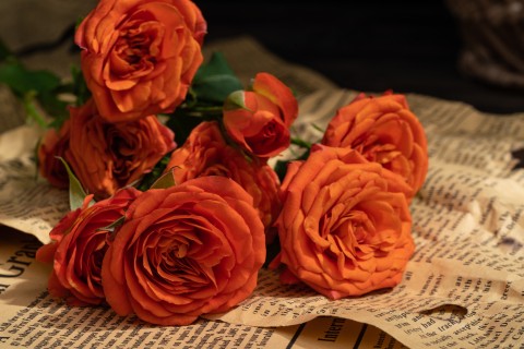 妖艳动人橙色芭比玫瑰实拍图