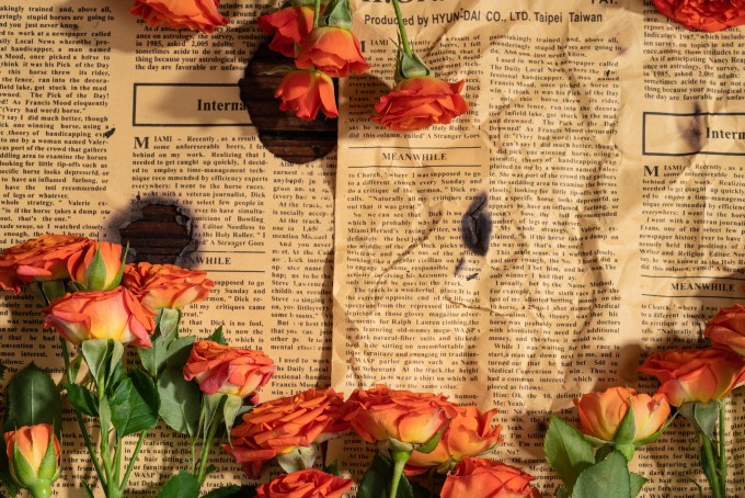 迷人花景玫瑰实拍图