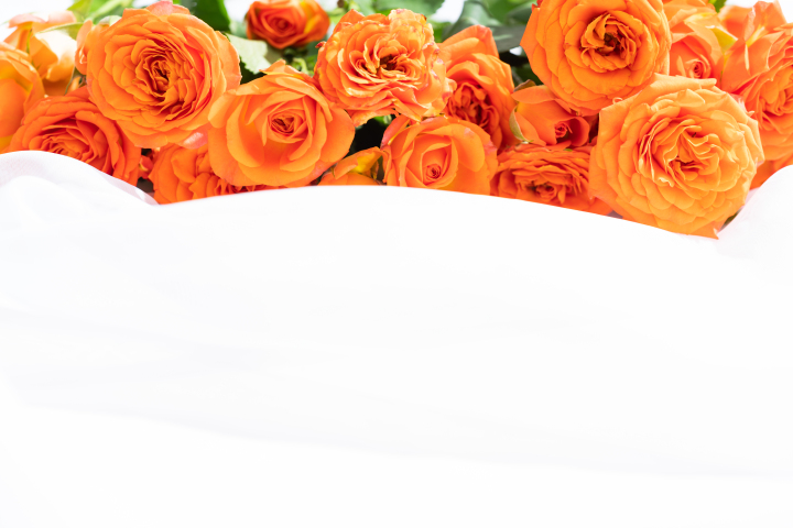 清新迷人橙色芭比玫瑰实拍图版权图片下载