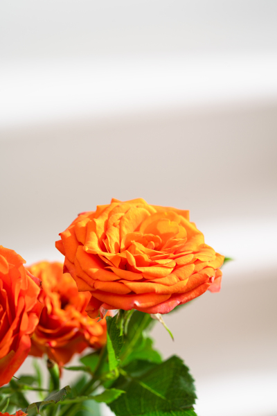 美丽妩媚橙色芭比玫瑰实拍图