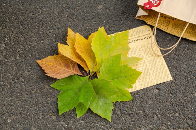 渐变色摆放的落叶实拍图