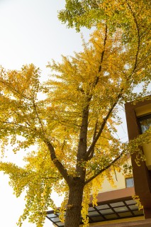 秋天变黄树叶大树实拍图