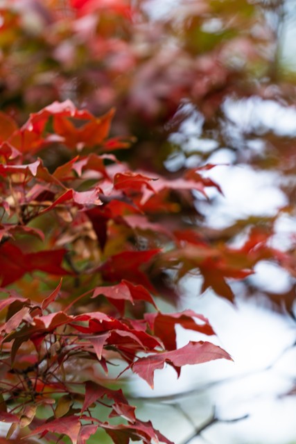 公园里的漂亮红叶实拍图