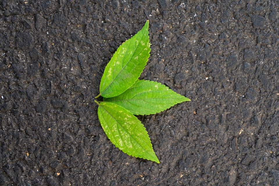 横版地面树叶实拍图