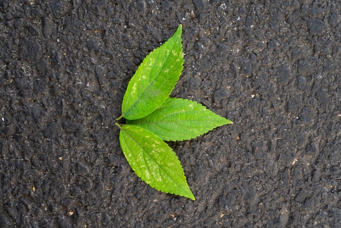 横版地面树叶实拍图