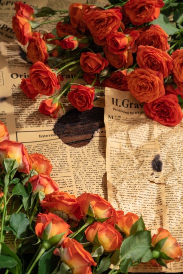 珍贵花瓣玫瑰实拍图