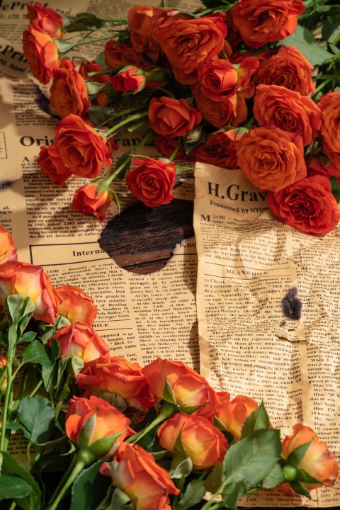 珍贵花瓣玫瑰实拍图版权图片下载