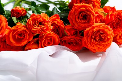  柔软温暖橙色芭比玫瑰实拍图