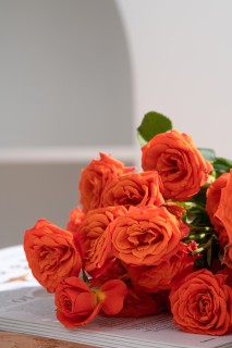 宁静恬淡橙色芭比玫瑰实拍图