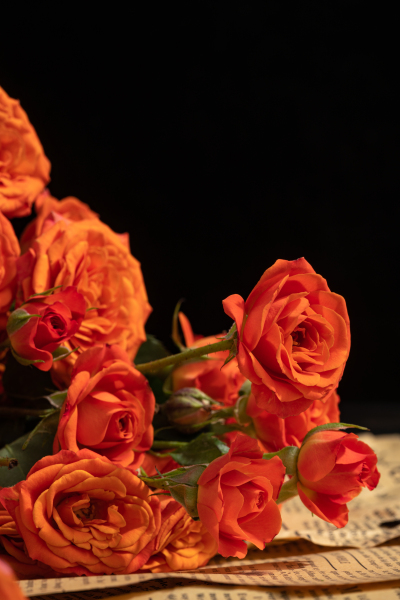 高贵典雅橙色芭比玫瑰实拍图