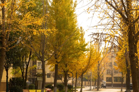 秋天树叶变黄的街道实拍图