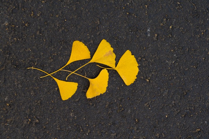 多片金黄色银杏树叶实拍图版权图片下载