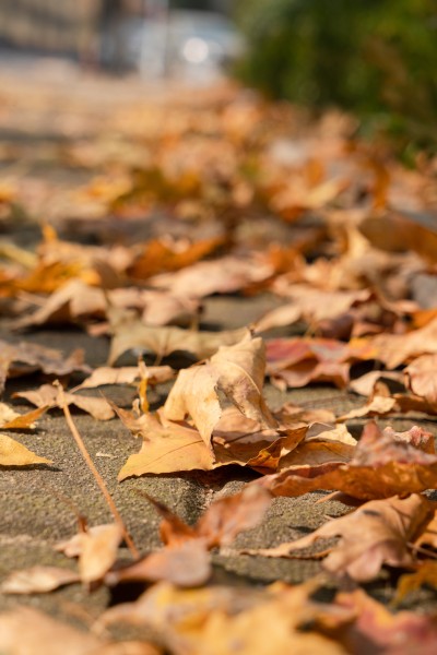 干枯的深秋树叶实拍图