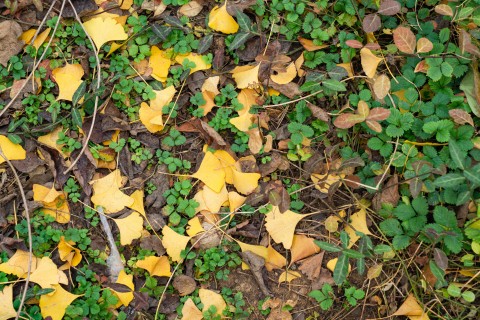 地面黄色树叶绿色树叶实拍图