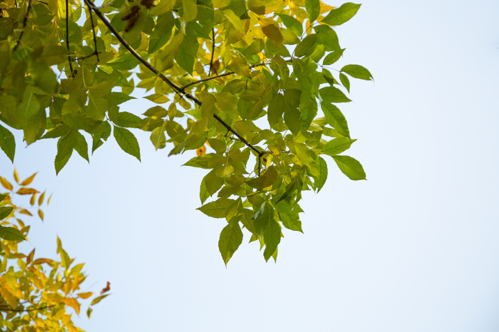 仰拍秋季变黄的树叶高清图版权图片下载